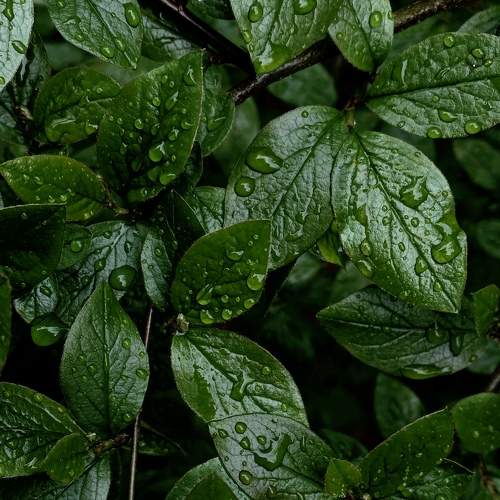 Photo #7982566