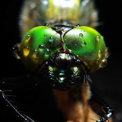 Green eyes