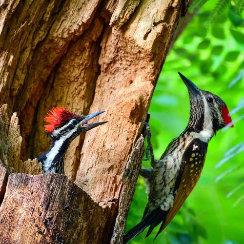 The Woodpecker Family.