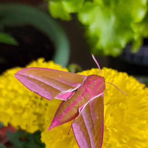 Photo #7985664