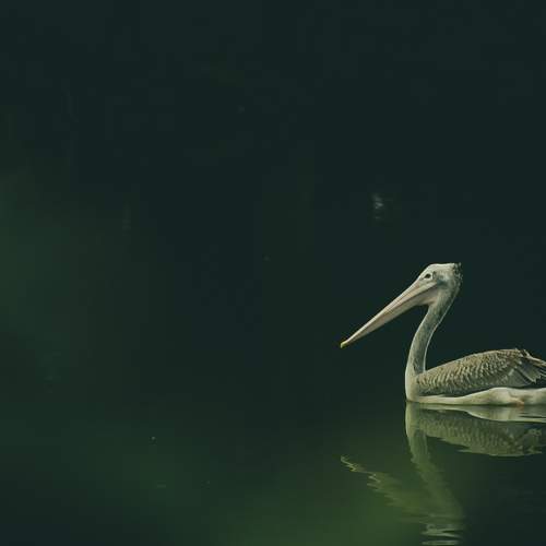 Photo #7986089