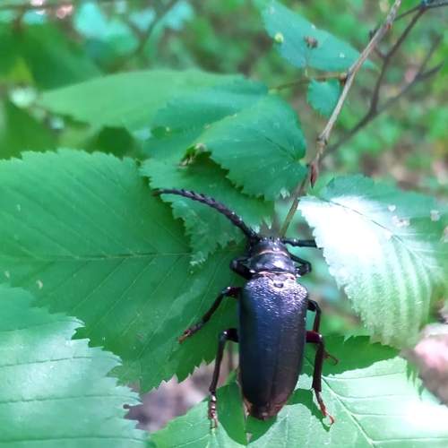 Photo #7987710