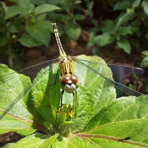 Dragonfly