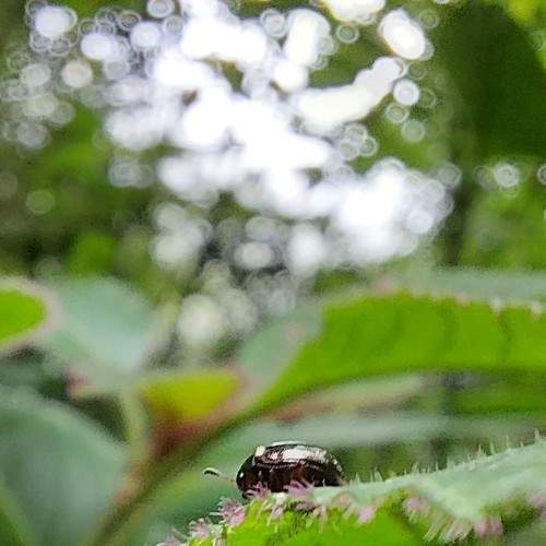 Beetle/Bug