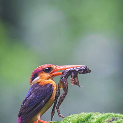 Frogy breakfast
