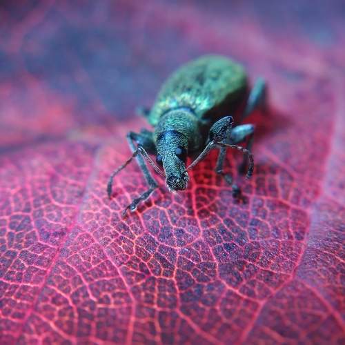 Weevil