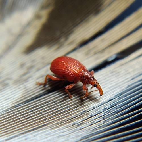 Red Weevil