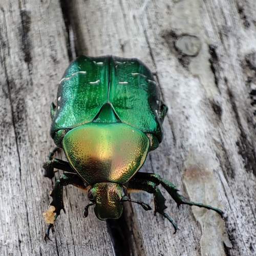 Photo #7992826