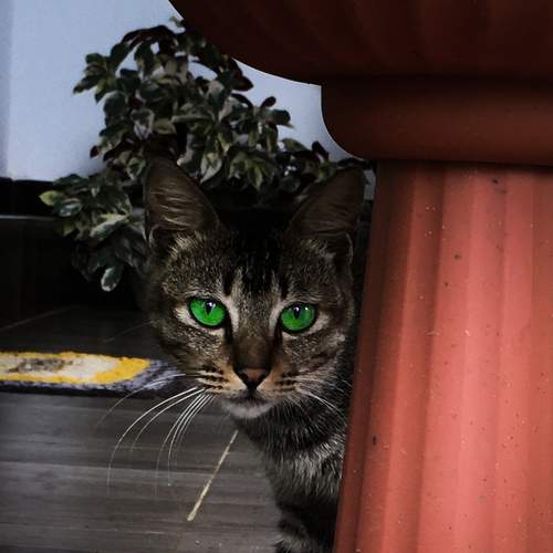 Wild Cat