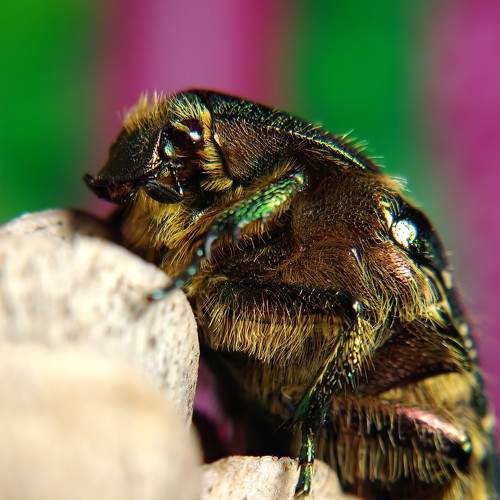 May Bug