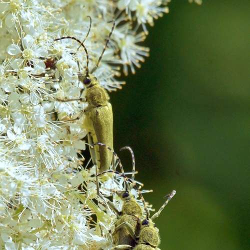 Photo #7993171
