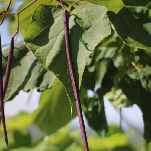 Photo #7993654