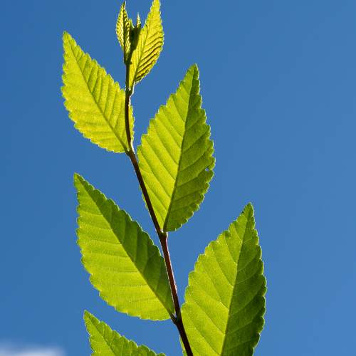 Photo #7994002