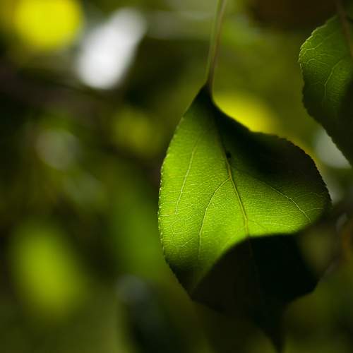 Photo #7994074