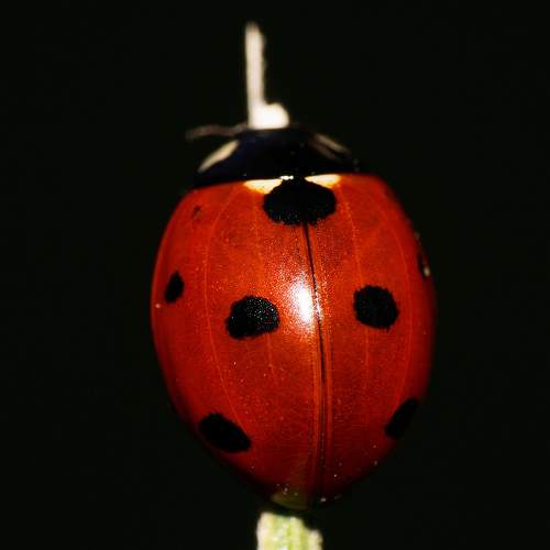 Ladybug