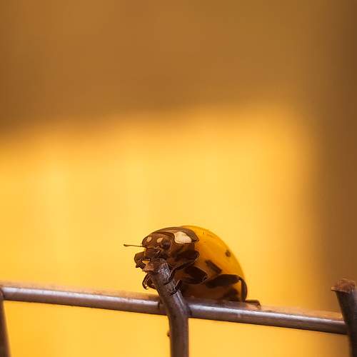 Photo #7998694
