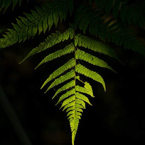 Fern Fronds