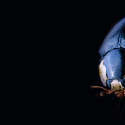 Photo #7999124