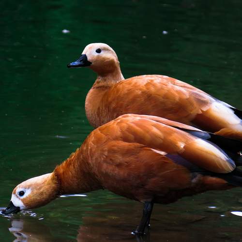 Photo #7999504