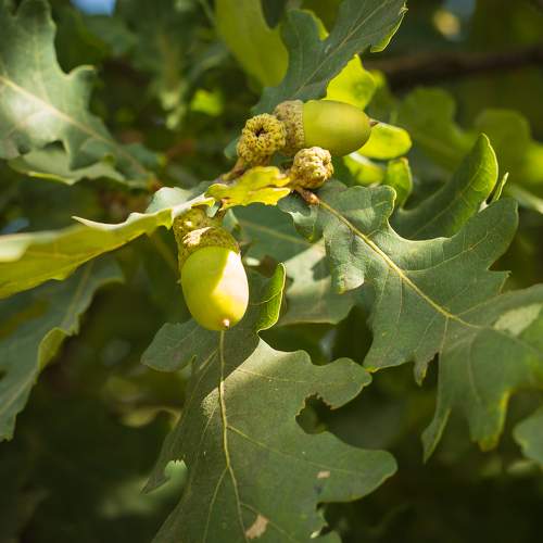 Фотография #8000355