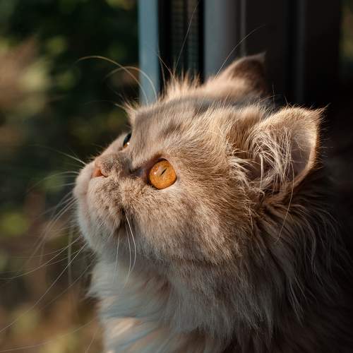 Photo #8000440