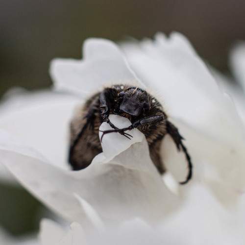 Photo #8000456