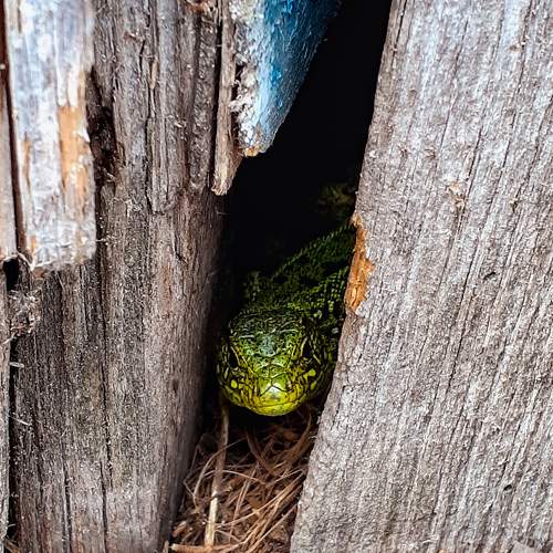 Photo #8000700
