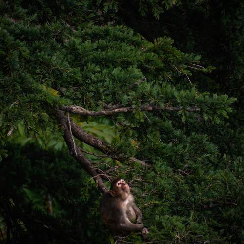 Lonely monkey