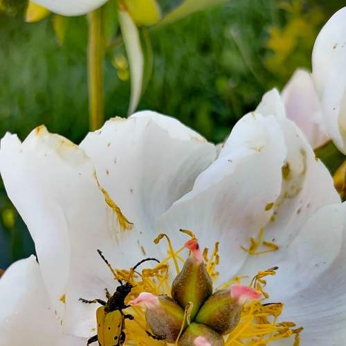 Photo #8003170