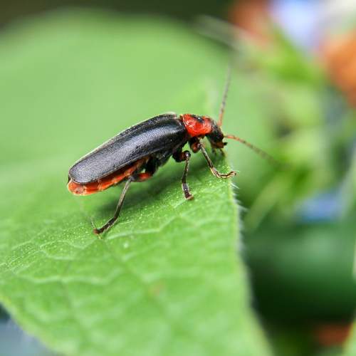 Photo #8004181
