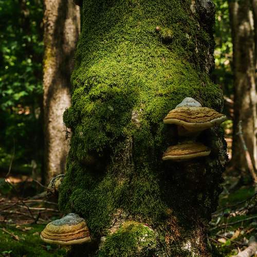 Photo #8004252