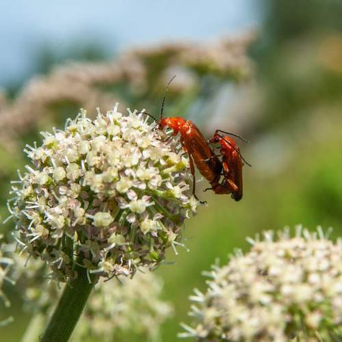 Photo #8004507