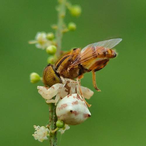 Photo #8005716
