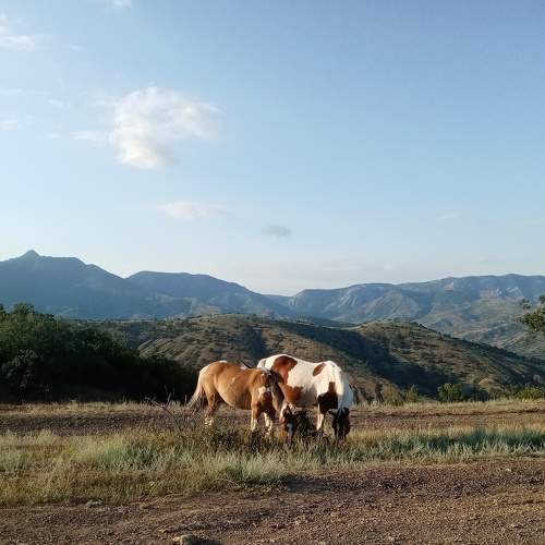Photo #8005891