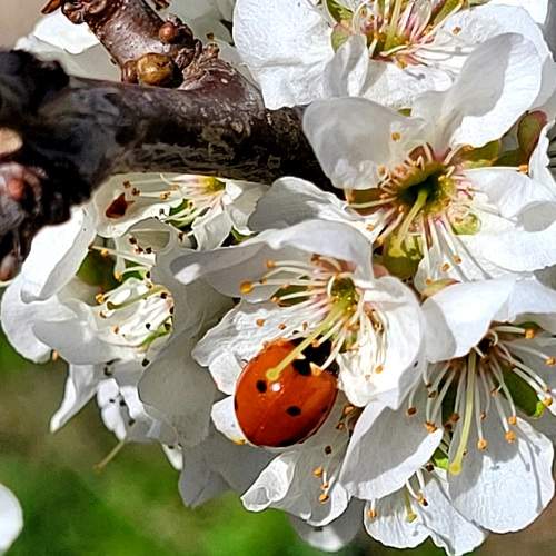 Photo #8006267