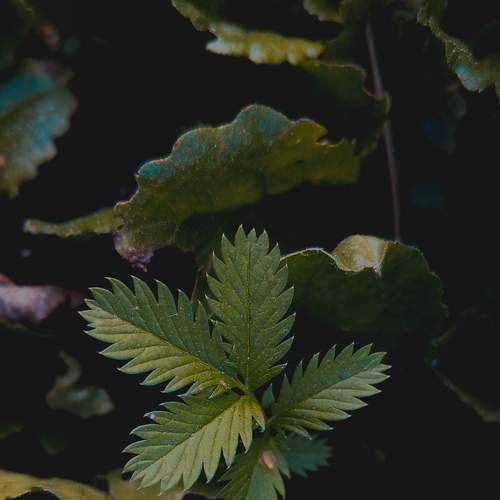 Photo #8007102