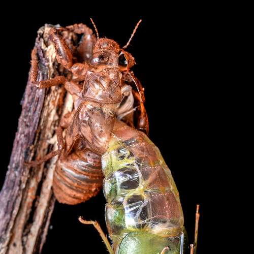 Photo #8008929