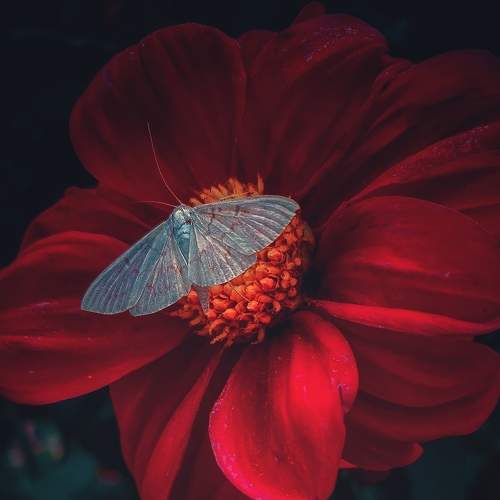 Photo #8009128
