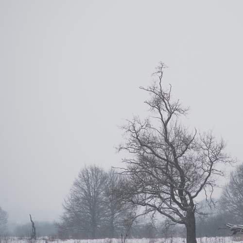 Photo #8009709