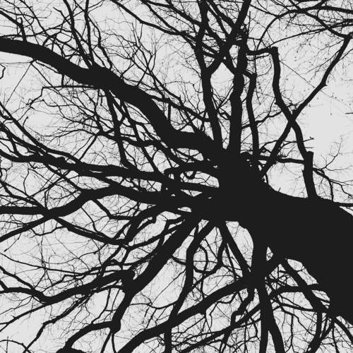 black tree