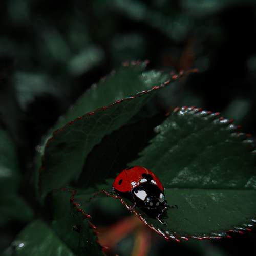 Photo #8016086