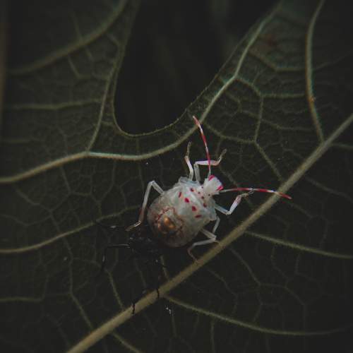 Photo #8016596