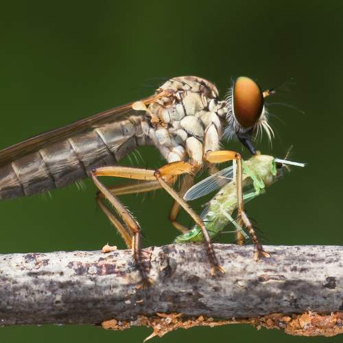 Photo #8024084