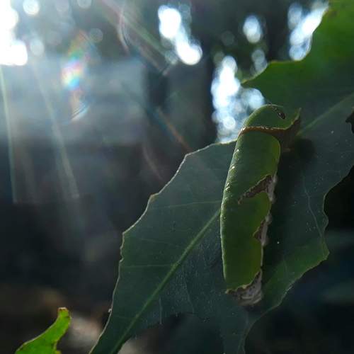 The sunbath
