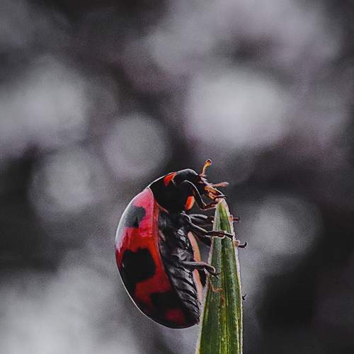 Photo #8032193