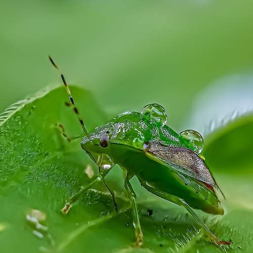 Go Green ..