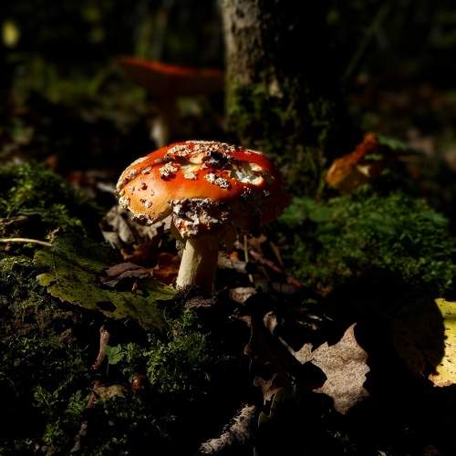 Photo #8037647