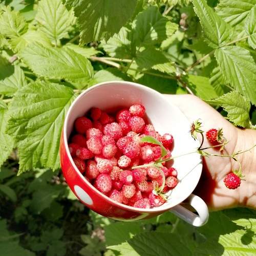 Photo #8040813