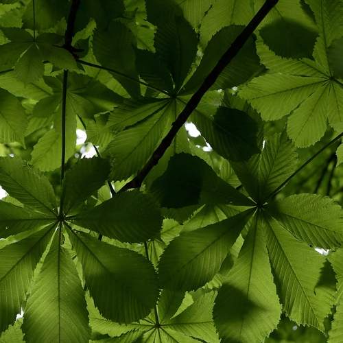листья каштана (chestnut leaves)