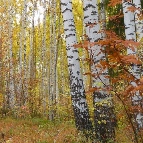 Photo #8057104